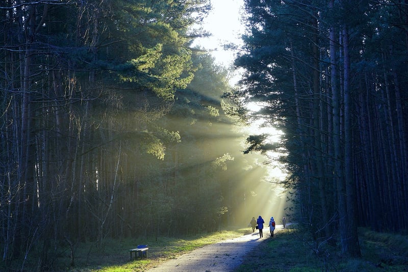 Silent Hike in the Forest